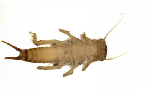Common Stonefly Larvae